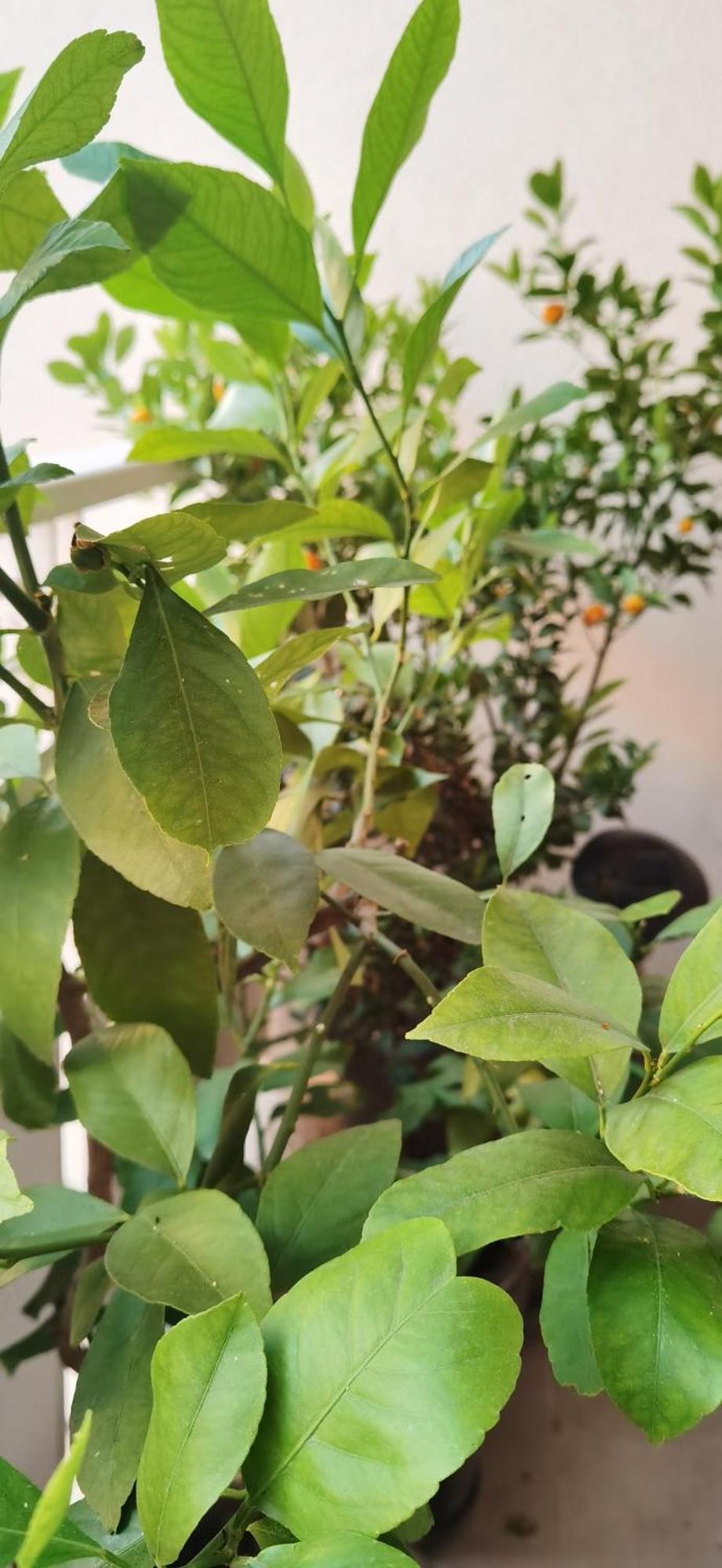 Bloom Apartment بيرو المظهر الخارجي الصورة