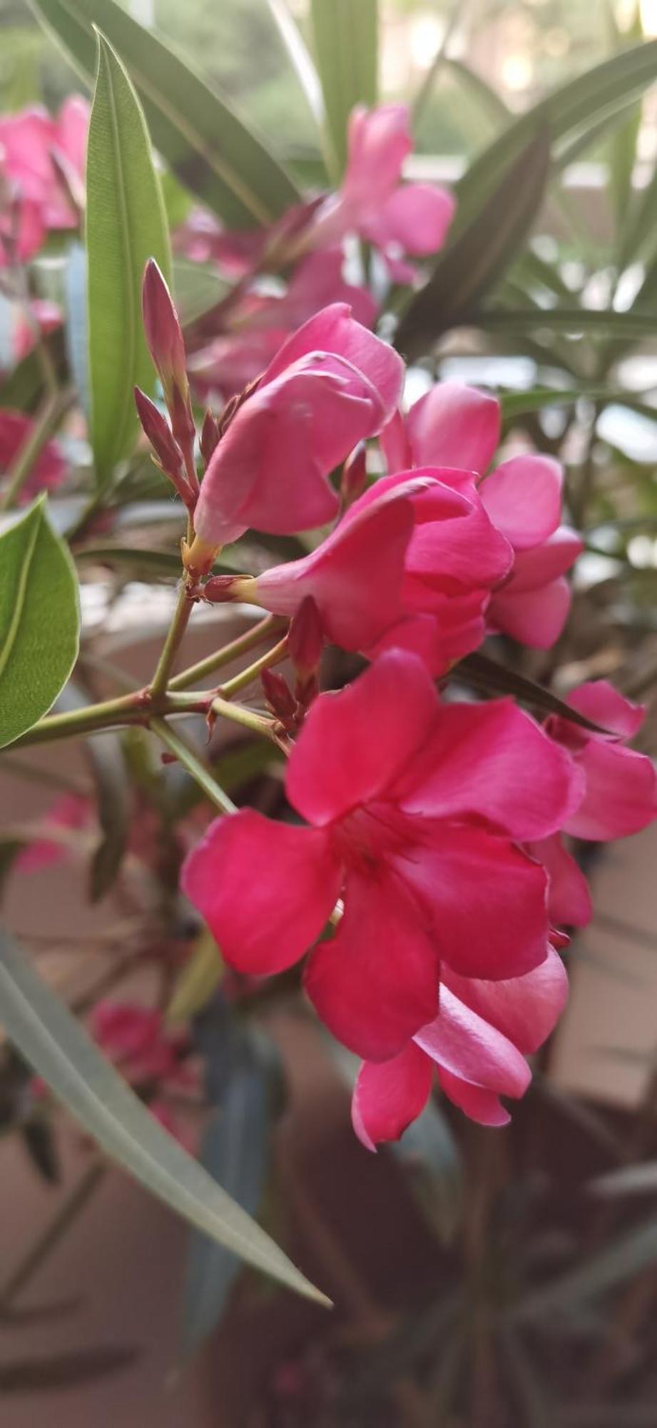 Bloom Apartment بيرو المظهر الخارجي الصورة